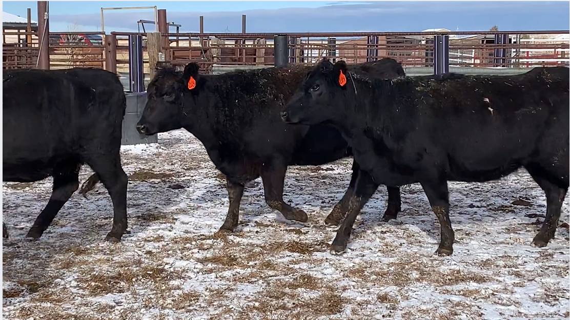 BC1218B 3-4 yr olds- Calve Feb. 10th 60 days!